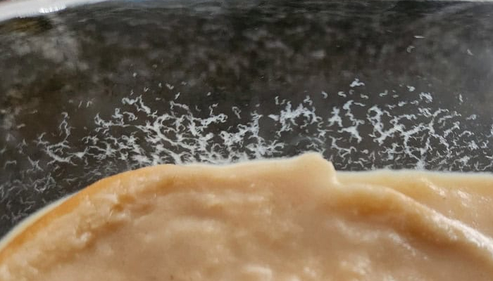 Live food culture in container