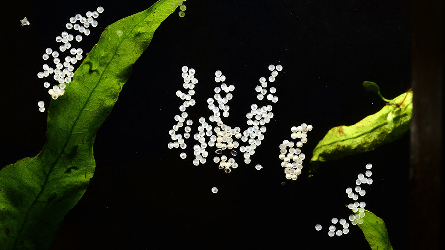Fish eggs on spawning mop
